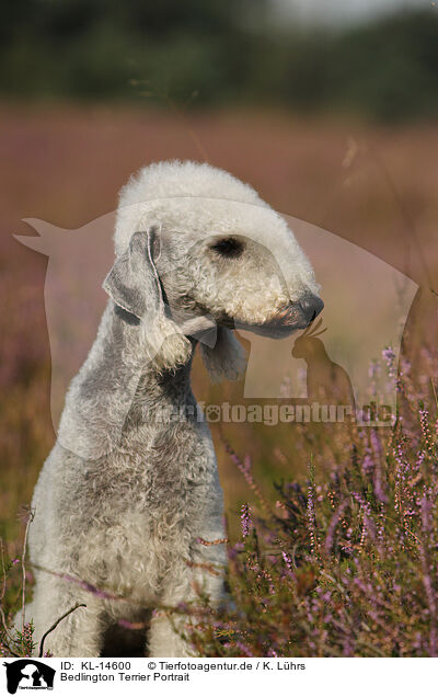 Bedlington Terrier Portrait / KL-14600
