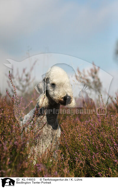 Bedlington Terrier Portrait / KL-14603
