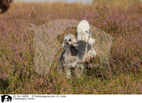2 Bedlington Terrier / KL-14608