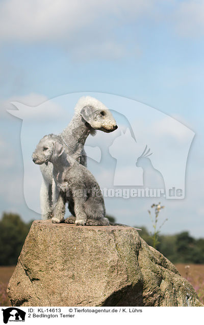 2 Bedlington Terrier / KL-14613