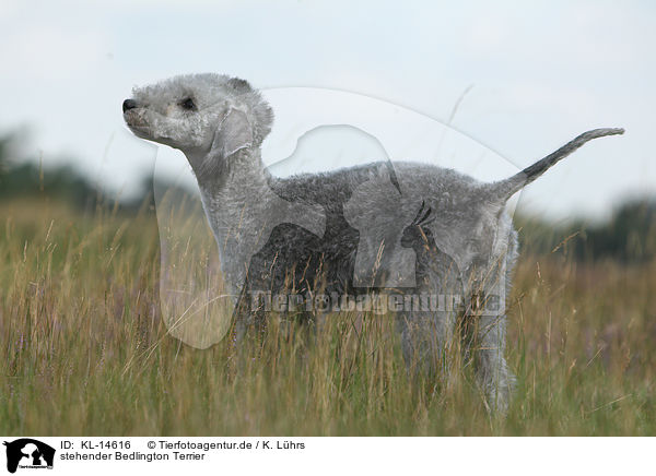 stehender Bedlington Terrier / KL-14616