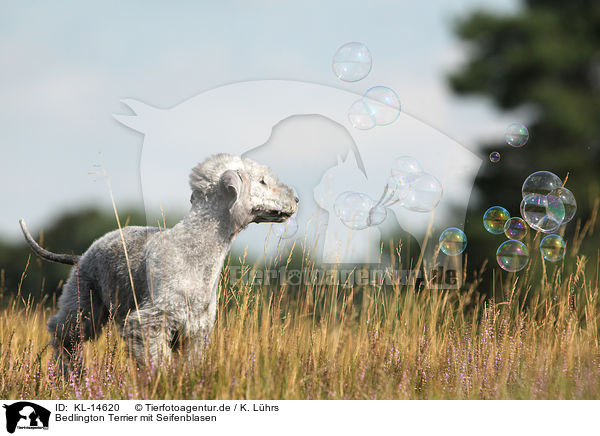 Bedlington Terrier mit Seifenblasen / KL-14620