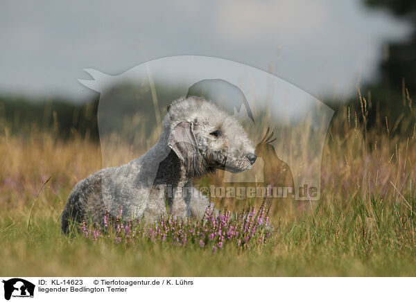 liegender Bedlington Terrier / lying Bedlington Terrier / KL-14623
