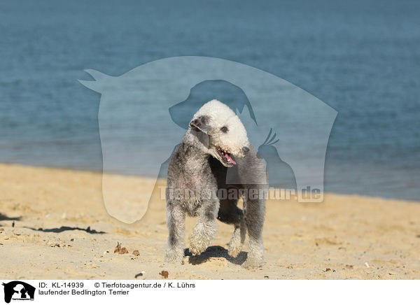 laufender Bedlington Terrier / KL-14939