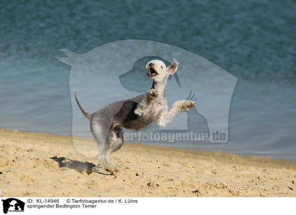 springender Bedlington Terrier / KL-14946