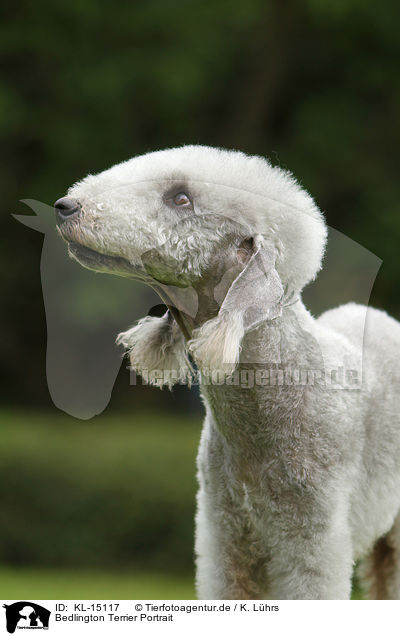 Bedlington Terrier Portrait / KL-15117