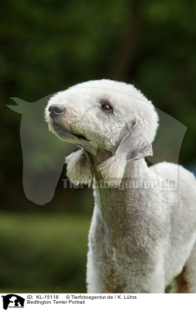 Bedlington Terrier Portrait / KL-15118