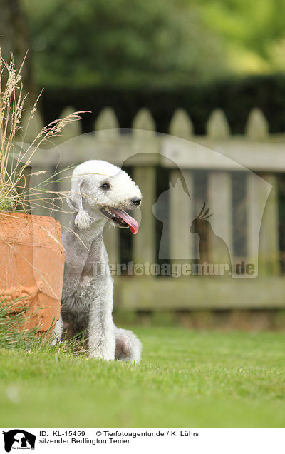 sitzender Bedlington Terrier / KL-15459