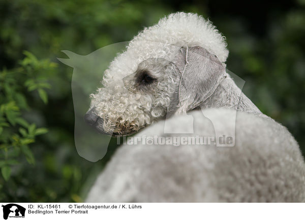 Bedlington Terrier Portrait / KL-15461