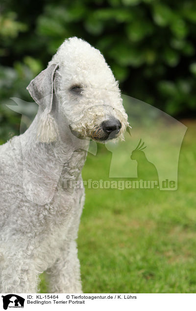 Bedlington Terrier Portrait / KL-15464