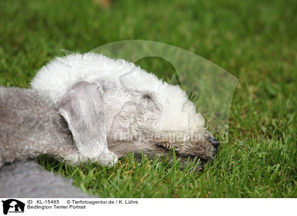 Bedlington Terrier Portrait / KL-15465