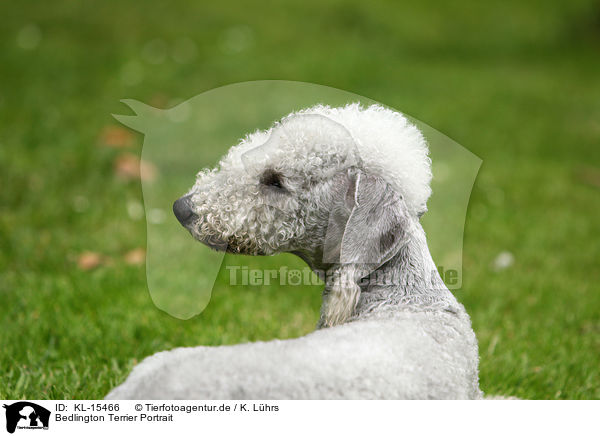 Bedlington Terrier Portrait / KL-15466