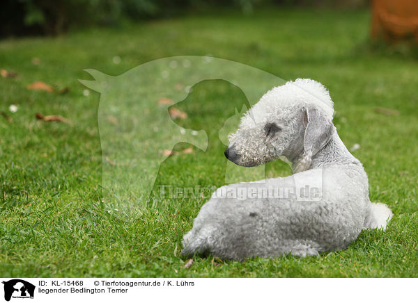 liegender Bedlington Terrier / KL-15468