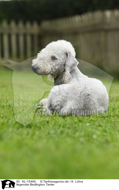 liegender Bedlington Terrier / KL-15469