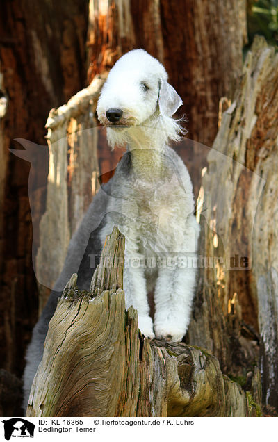 Bedlington Terrier / KL-16365