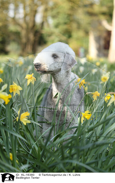 Bedlington Terrier / Bedlington Terrier / KL-16380