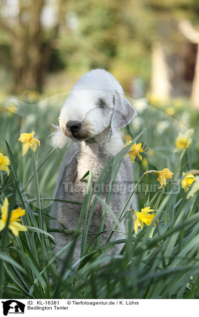 Bedlington Terrier / Bedlington Terrier / KL-16381