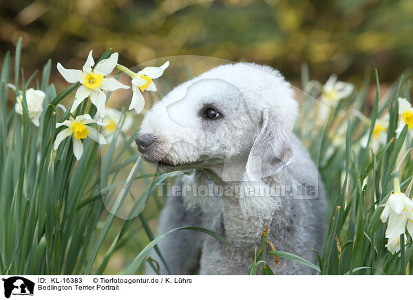Bedlington Terrier Portrait / KL-16383