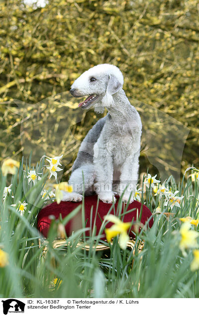 sitzender Bedlington Terrier / KL-16387