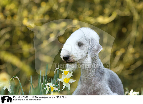 Bedlington Terrier Portrait / KL-16392