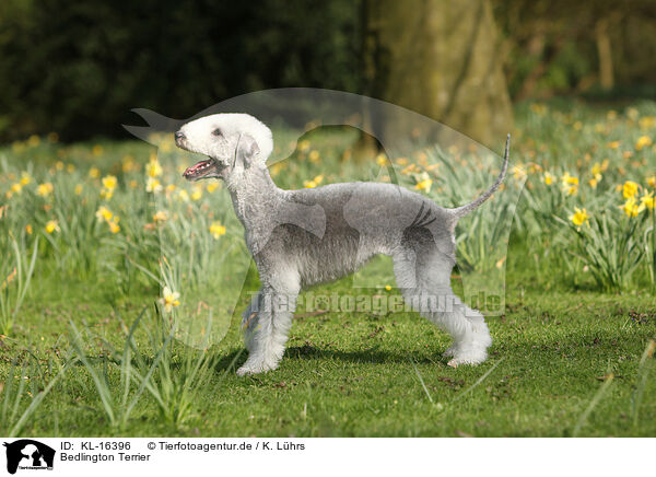 Bedlington Terrier / Bedlington Terrier / KL-16396