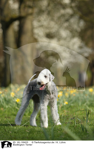 Bedlington Terrier / KL-16403