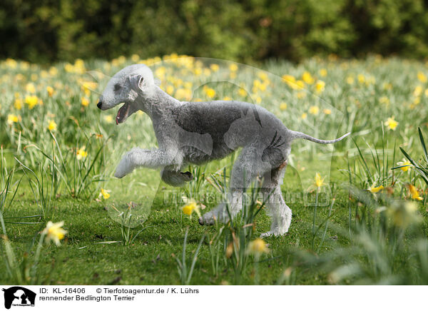 rennender Bedlington Terrier / KL-16406