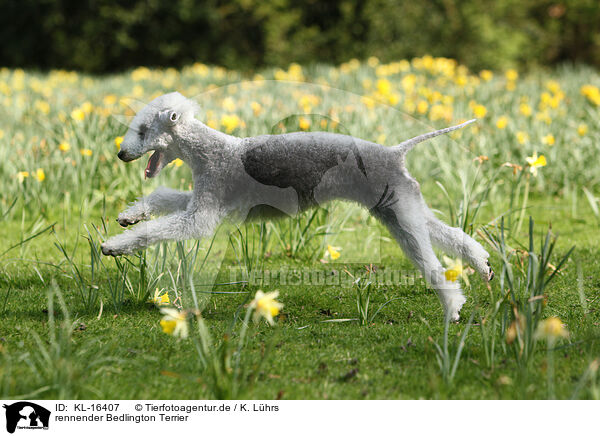 rennender Bedlington Terrier / KL-16407