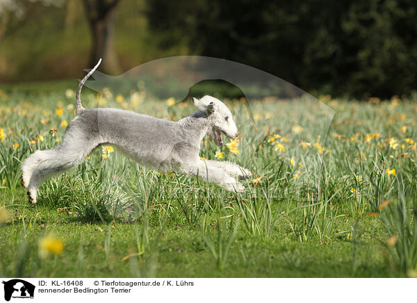 rennender Bedlington Terrier / KL-16408