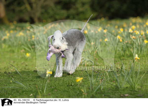 rennender Bedlington Terrier / KL-16410