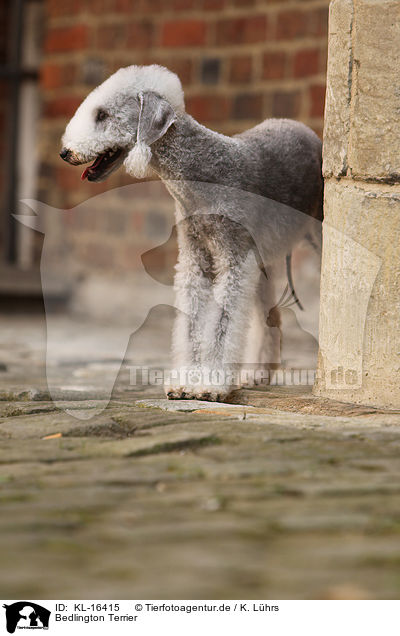 Bedlington Terrier / KL-16415