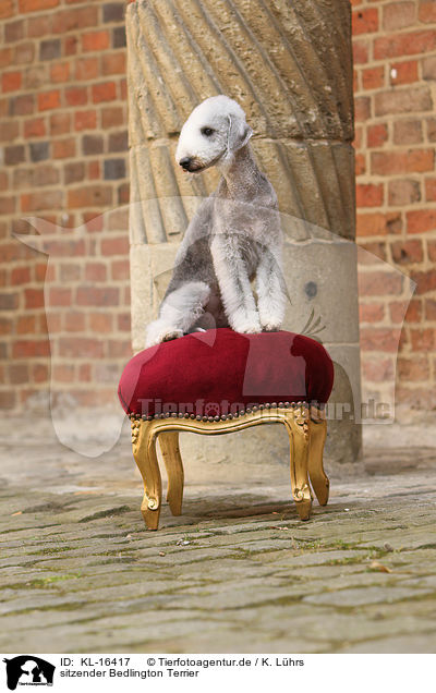 sitzender Bedlington Terrier / sitting Bedlington Terrier / KL-16417