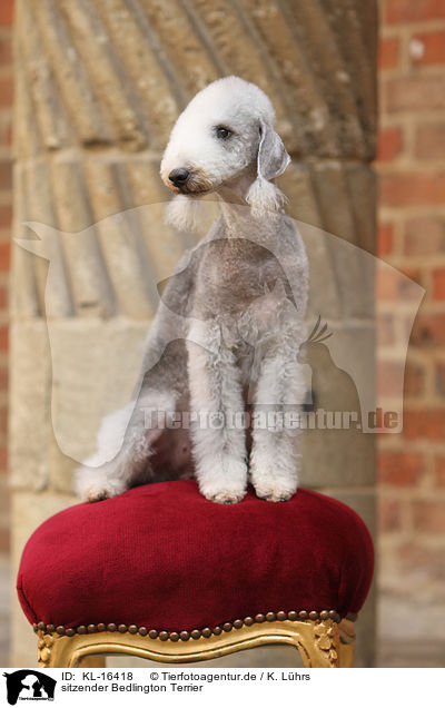 sitzender Bedlington Terrier / KL-16418