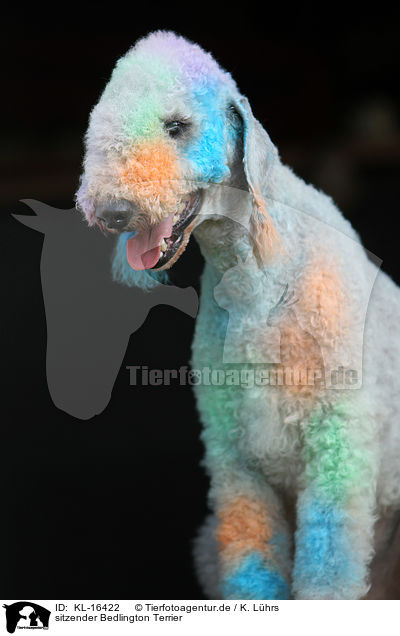 sitzender Bedlington Terrier / KL-16422