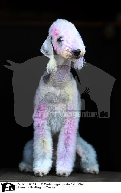 sitzender Bedlington Terrier / KL-16428