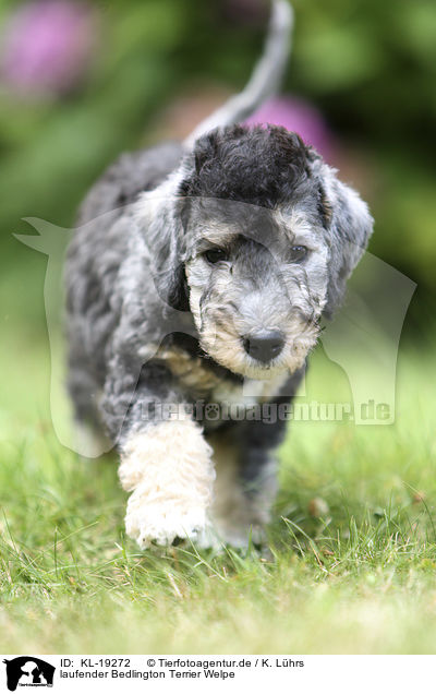 laufender Bedlington Terrier Welpe / walking Bedlington Terrier Puppy / KL-19272