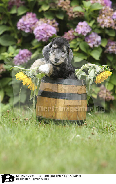 Bedlington Terrier Welpe / KL-19281