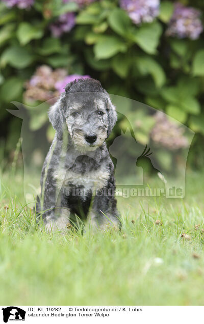 sitzender Bedlington Terrier Welpe / sitting Bedlington Terrier Puppy / KL-19282