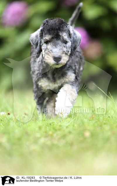 laufender Bedlington Terrier Welpe / walking Bedlington Terrier Puppy / KL-19283