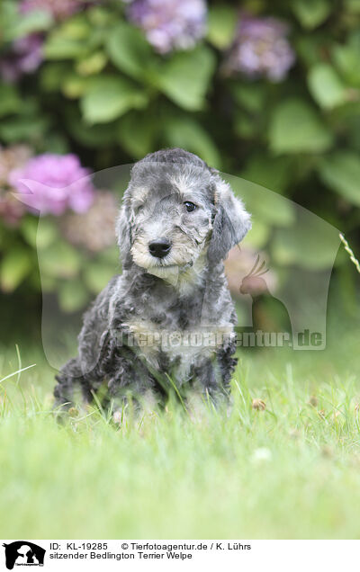 sitzender Bedlington Terrier Welpe / sitting Bedlington Terrier Puppy / KL-19285