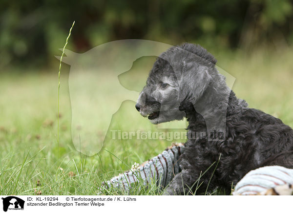 sitzender Bedlington Terrier Welpe / sitting Bedlington Terrier Puppy / KL-19294