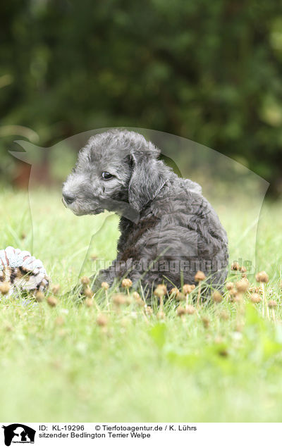 sitzender Bedlington Terrier Welpe / sitting Bedlington Terrier Puppy / KL-19296