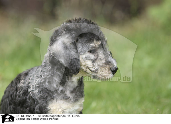 Bedlington Terrier Welpe Portrait / KL-19297