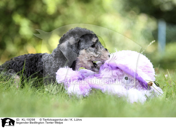 liegender Bedlington Terrier Welpe / KL-19298