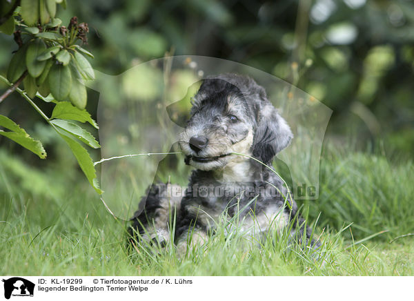 liegender Bedlington Terrier Welpe / lying Bedlington Terrier Puppy / KL-19299