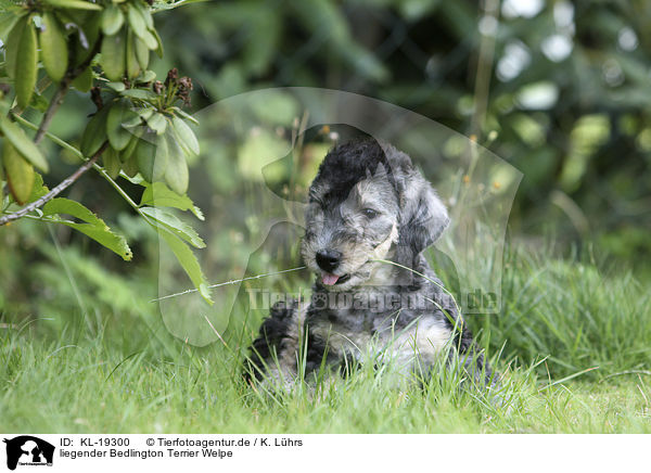 liegender Bedlington Terrier Welpe / KL-19300