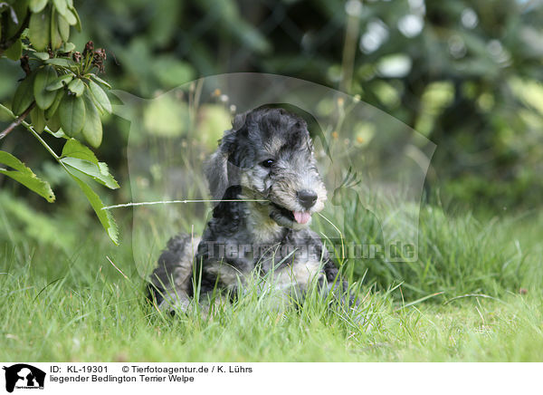 liegender Bedlington Terrier Welpe / KL-19301
