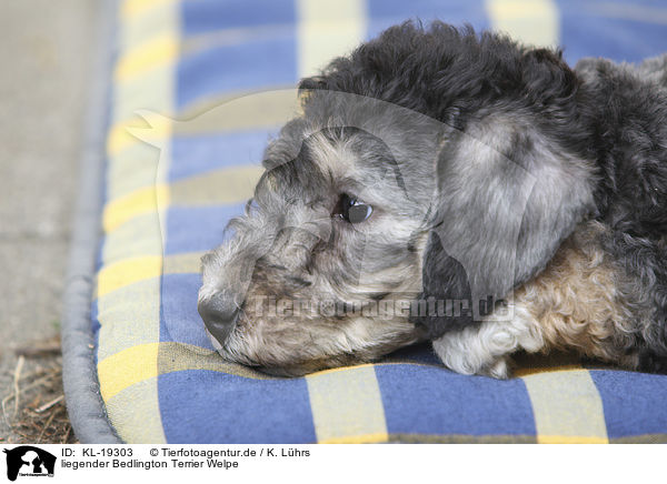 liegender Bedlington Terrier Welpe / lying Bedlington Terrier Puppy / KL-19303