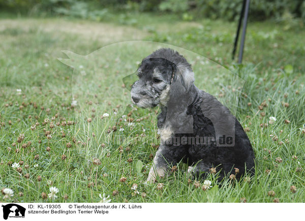 sitzender Bedlington Terrier Welpe / KL-19305
