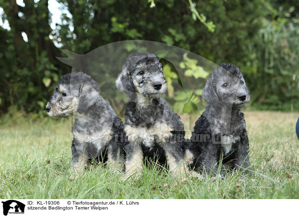 sitzende Bedlington Terrier Welpen / KL-19306